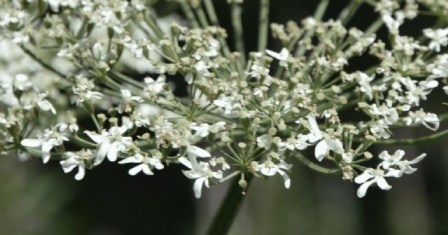 Heracleum sphondylium (Apiaceae)